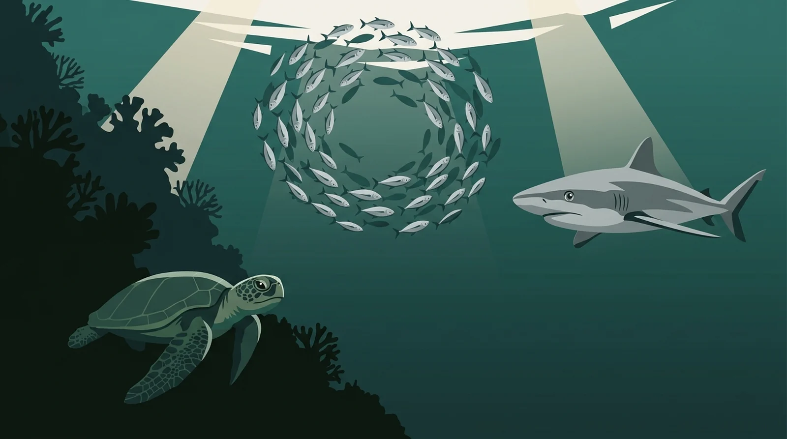 Illustration of a school of trevally, a reef shark and a green turtle along a steep coral wall